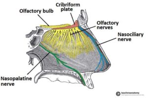 sensation-of-smell-the-best-treatment-at-dr-raos-guntur